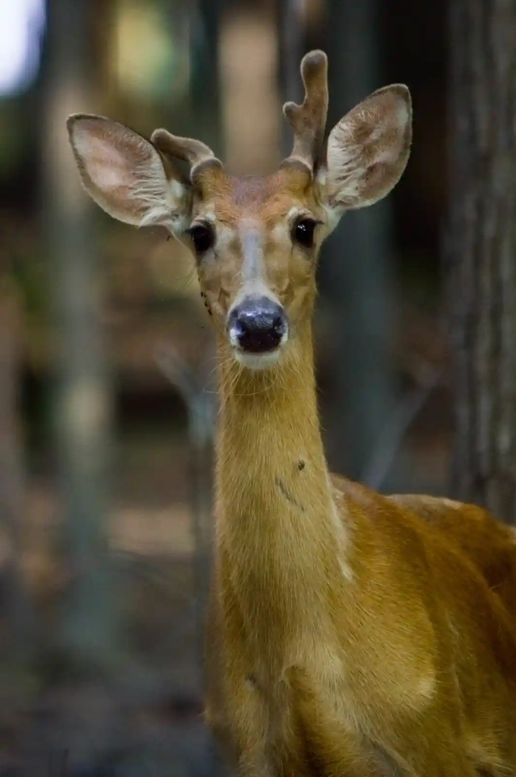 In the twilight of a quiet forest, a young buck stands alert. Ears perked, eyes bright, it surveys its surroundings with an innocent curiosity. The shadows of tall trees wrap around it, sheltering but also concealing. Its coat is soft, untouched by scars of life yet to come. It is a moment of calm, a breath before the first storm, captured in a world that holds its breath with it.