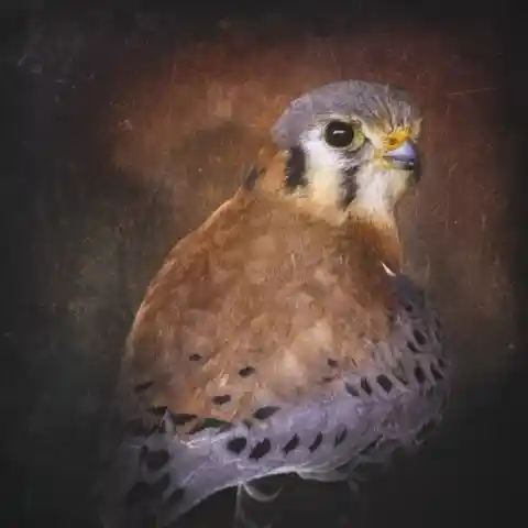 Kestrel