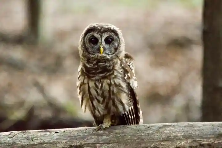 Barred Owlet