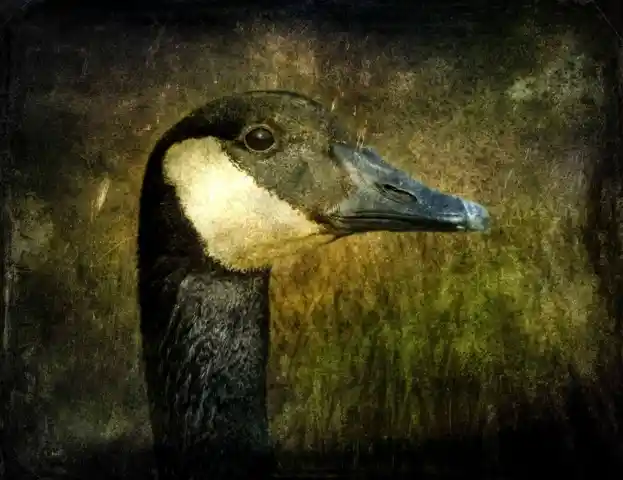 Canada Goose