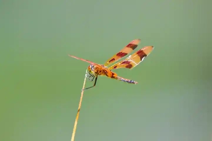 Dragonfly