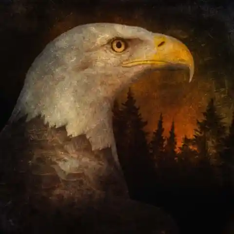 Bald Eagle