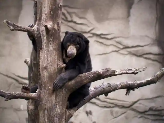 Malaysian Sun Bear