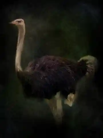 Ostrich