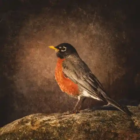 Robin