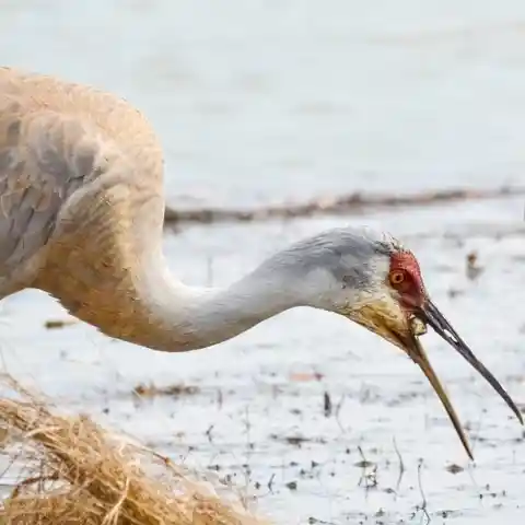 Sandhill Crane and His Lunch