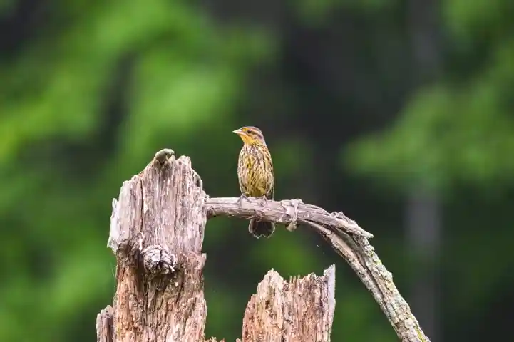 Savannah Sparrow