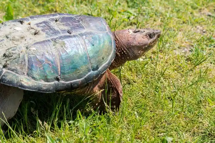 Snapping Turtle