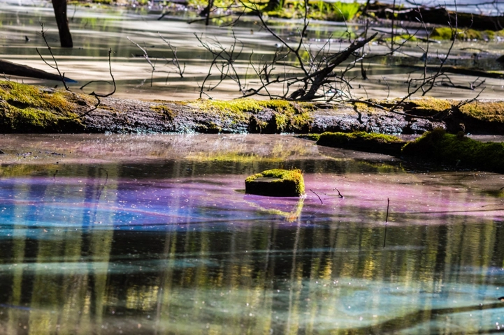 Beauty in the bog